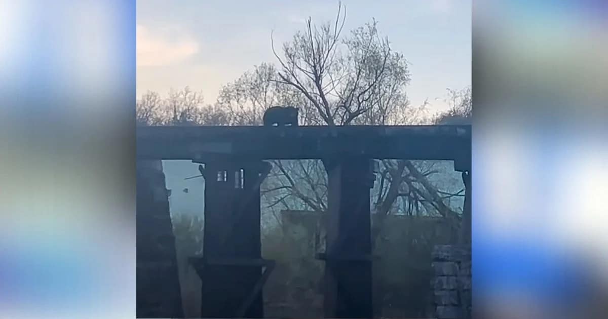 Heroic Mama Bear Rescues Cub After It Falls from Bridge into River