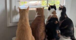 Cats Watching Bird Feeder