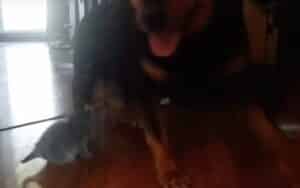 Kitten and Rottweiler Meeting for the First Time