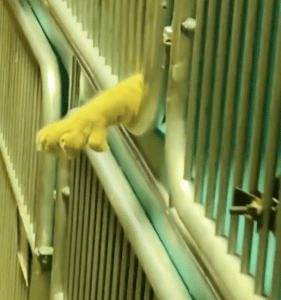 Dwight paw through cage