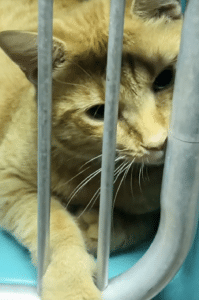 Dwight enjoying affection at shelter
