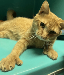 Dwight hopes for adoption