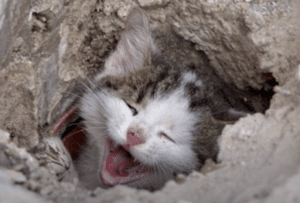 Rescue Kitten Cries for Help After Getting Stuck in Drain Pipe - Animal ...