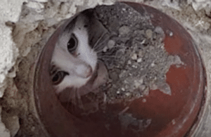 Rescue Kitten Cries for Help After Getting Stuck in Drain Pipe - Animal ...