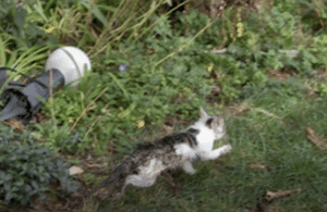 Rescue Kitten Cries for Help After Getting Stuck in Drain Pipe - Animal ...