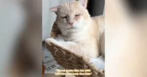 Shrek the Cat