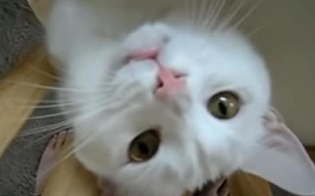 Grumpy Cat Reaction