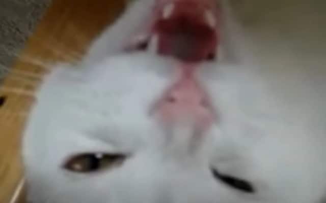 Cat Expressing Annoyance