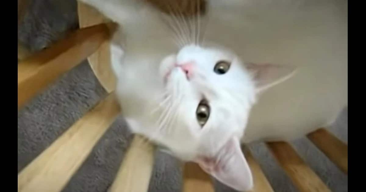 Man Baby-Talks to Grumpy Cat, and Its Reaction Has Millions Laughing