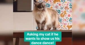 Hubert the Dancing Cat