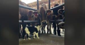 Farm cat cuddling up to cows