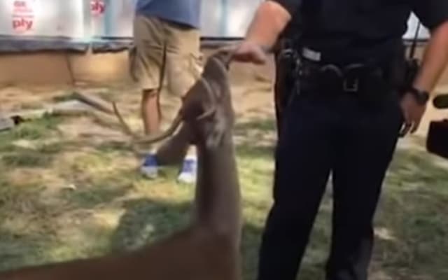 Deer nuzzling construction worker