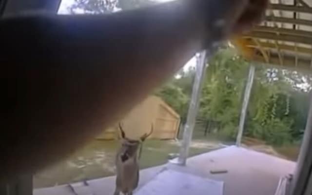 Uncle Buck the deer interacting with construction workers