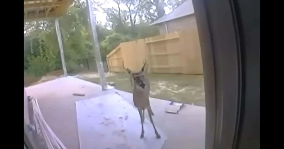 Construction Workers Rescue Deer Tied to Tree, and He Later Shows Up at Their Back Door