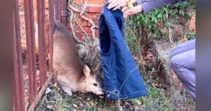 Deer stuck in fence