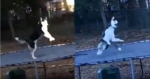 Husky caught bouncing on trampoline