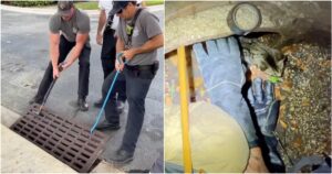 Kitten trapped in a storm drain