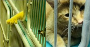 Dwight the shelter cat