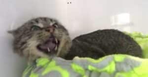Feral Cat Adopts Kittens
