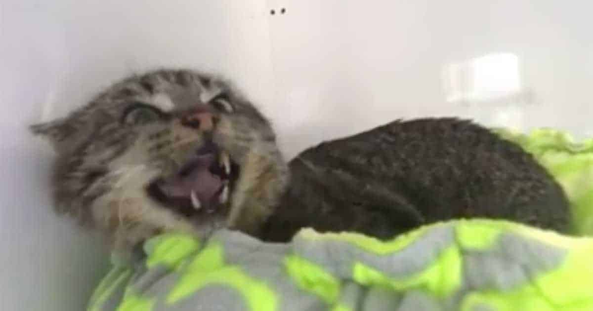 Feral Cat Struggles in Rescue Home Until He Finds Joy Adopting His Own Kittens