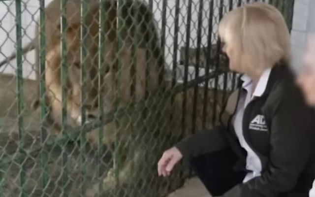 Lion rescued from city streets