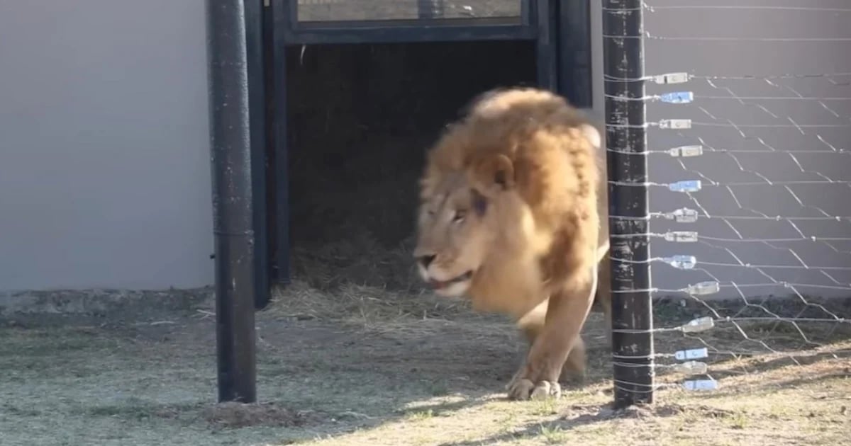 Anxious Rescue Lion Experiences Freedom for the First Time, and His Reaction Is Heartwarming