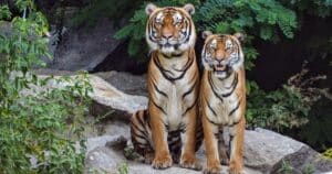 Tiger exotic animal