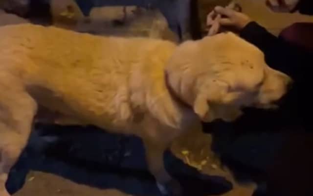 Abandoned Dog Left Tied to a Pole Pleads for Help—Now He and Rescuer ...