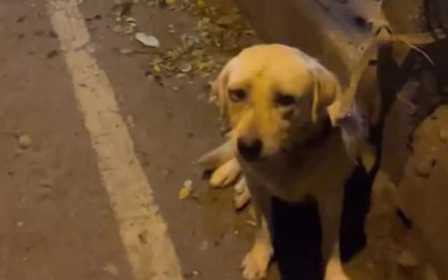 Abandoned Dog Left Tied to a Pole Pleads for Help—Now He and Rescuer ...