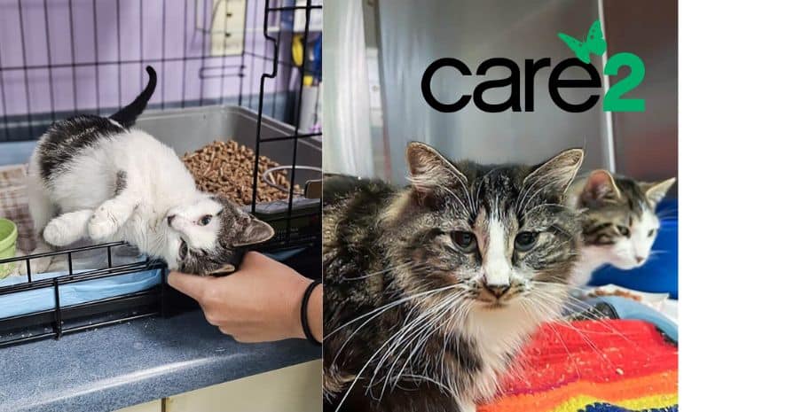 Help Cats Recover from Severe Abuse and Neglect