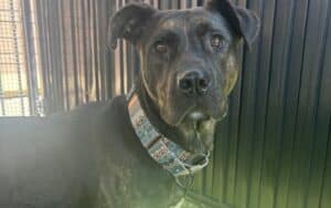 Sunny the Dog Waiting for Adoption