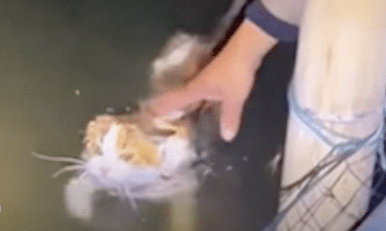 Cat Straining To Stay Afloat Uses Last Bit Of Energy To Paddle Over