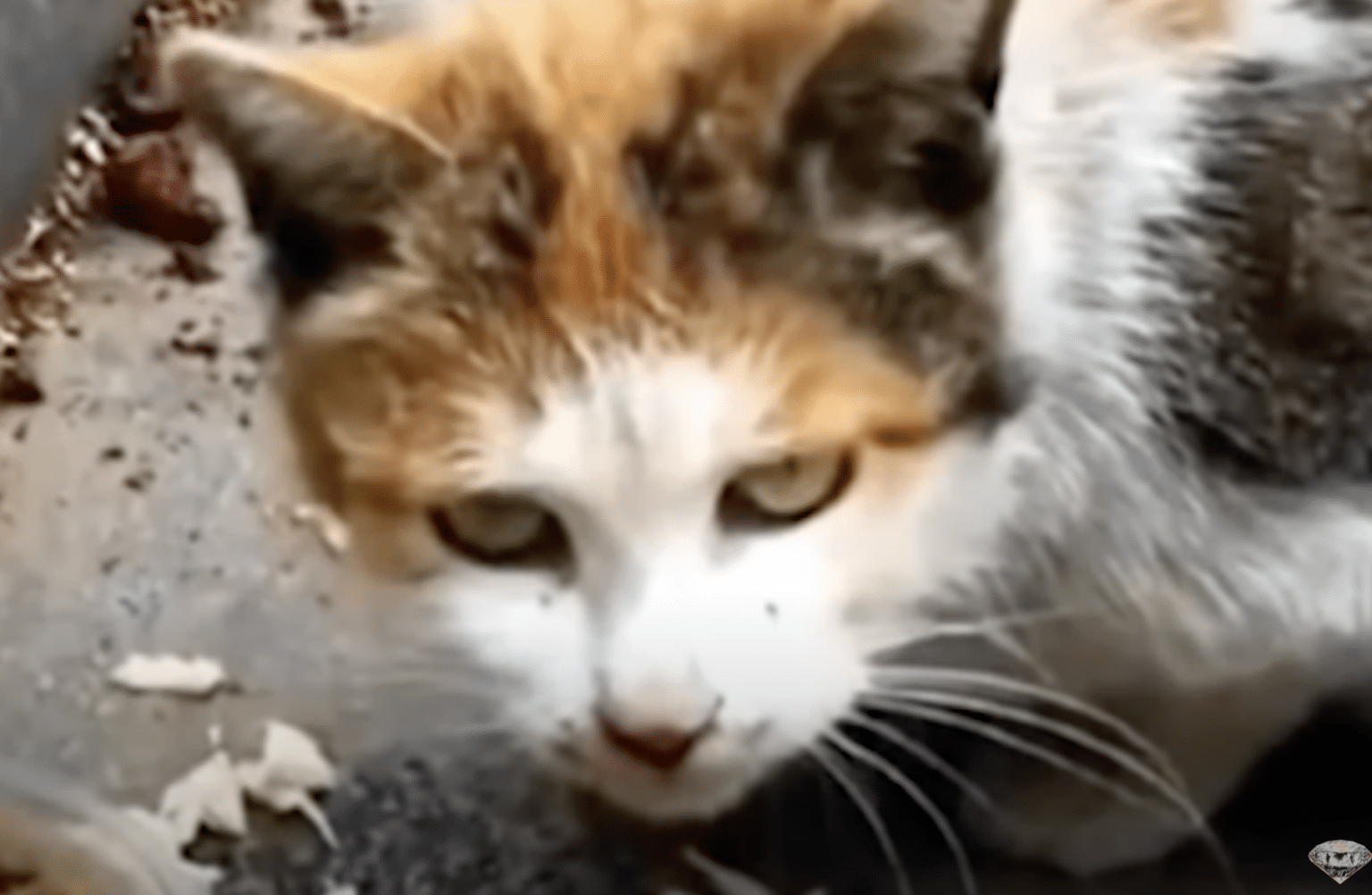 Kick Out Cat Cat Kicked Out For Being Pregnant Waited On Savior Who Rounded The Corner