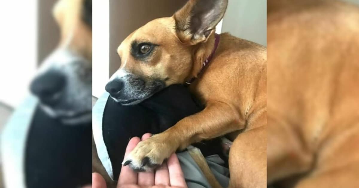 Woman Rescues Chained Backyard Puppy and Discovers Her Amazing Hidden Talent