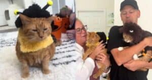 Cat Halloween with childless parents