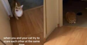 Cat tries to scare owner