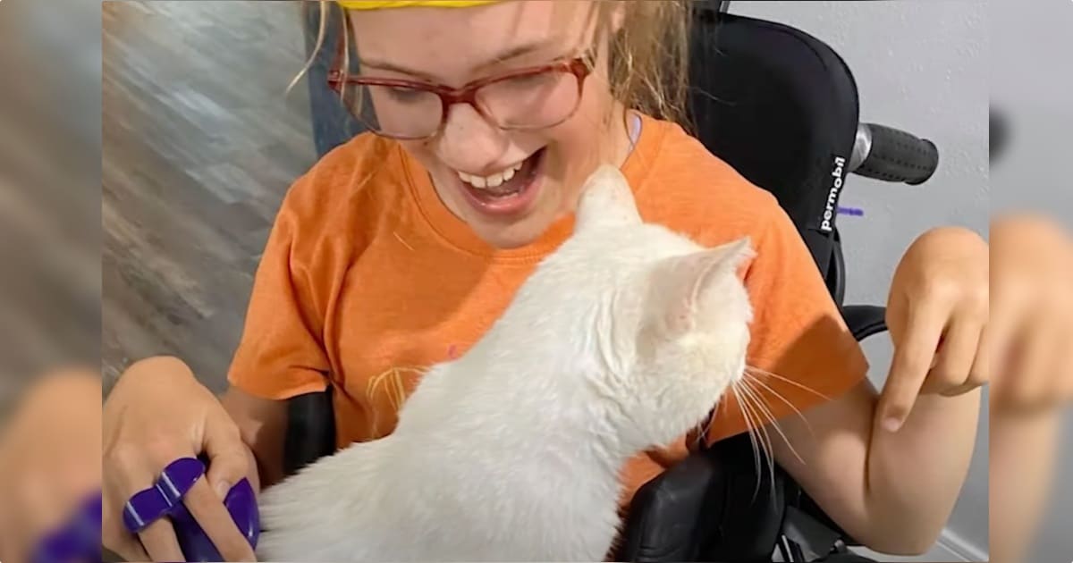 Cat Leaps On Girl In Wheelchair And Doesn’t Want To Come Down