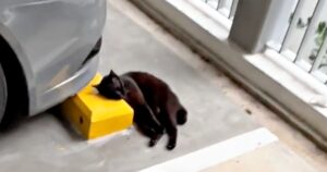 Happy the cat in the parking lot