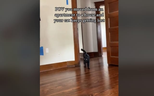 Cat wanders off alone