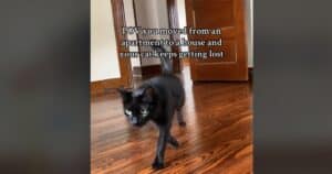 Pooka the cat playing Marco Polo