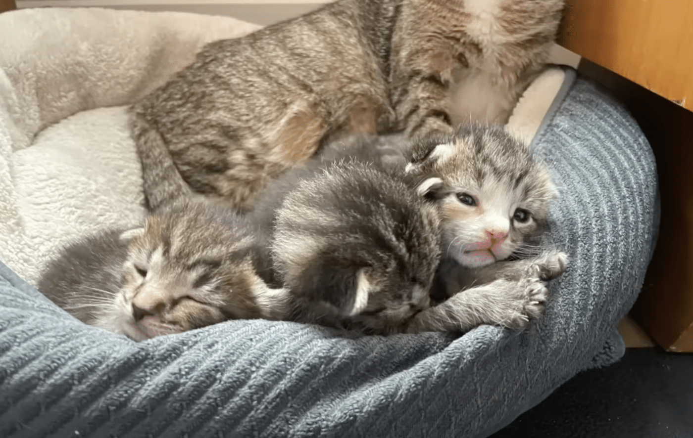 Kittens playing and bonding with their mom Frances