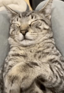 Frances and her kittens enjoying their new life