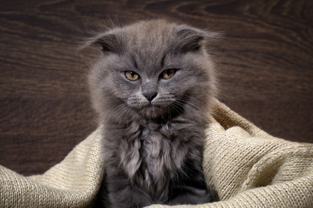 9 Signs Your Cat Wants to Be the Only One in the Room