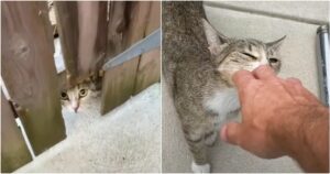 Feral cat Frances