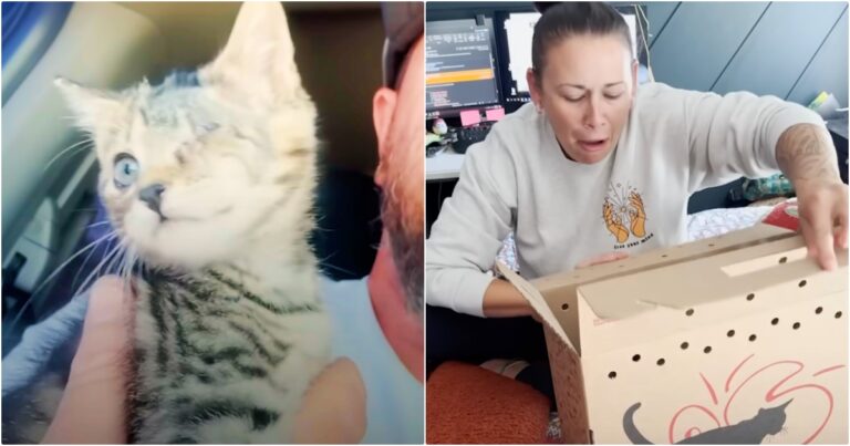 One-Eyed Kitten
