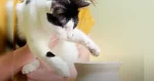 Momo the cat creating pottery
