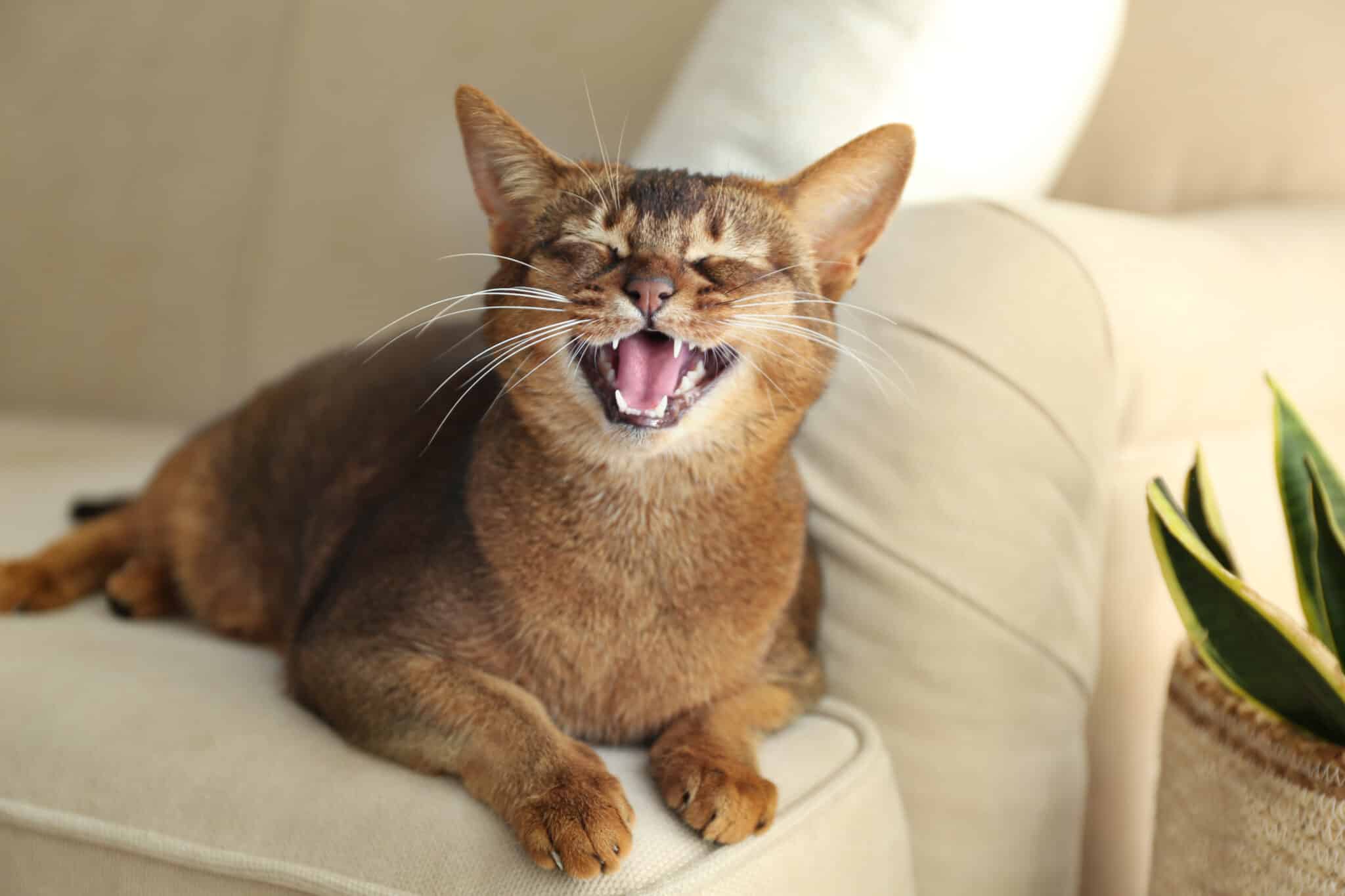 An Abyssinian Cat balancing on a high shelf and peering curiously at something nearby.