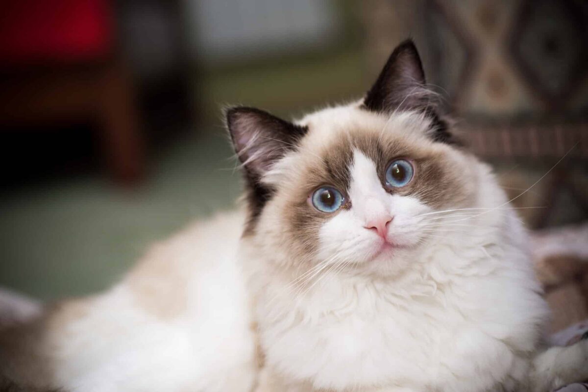 A large Ragdoll relaxing comfortably with bright blue eyes and a soft, peaceful expression.