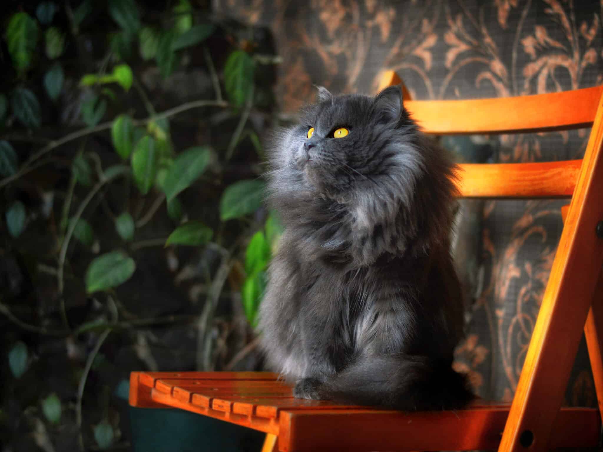 A long-haired Persian Cat with a round face and full coat resting on a velvet cushion in a cozy cottage.