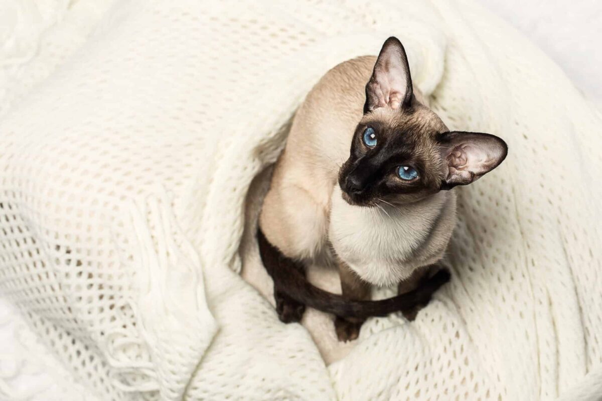 An expressive Siamese Cat watching nearby activity with bright, attentive eyes.